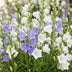 Green boutiQ - Perennial - Campanula persicaria Duo - Peachleaf Bellflower - Bee and butterfly attractors - Blue - White - 24 Plants - Pot 11cm - Height 15-25cm Bild 5