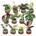 12x Baby Pflanzen Überraschungsbox: Tropisch & Bunt (Ø6cm, 5-15cm) Bild 2