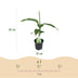 Musa Basjoo Banana Plant, Hardy, Set of 4, 30cm Bild 3