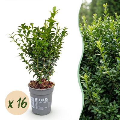 Green boutiQ - 16x Buxus sempervirens - Palmenbäumchen - Heckenpflanzen - Immergrün - Grün - Topf 9cm - Höhe 20-25cm