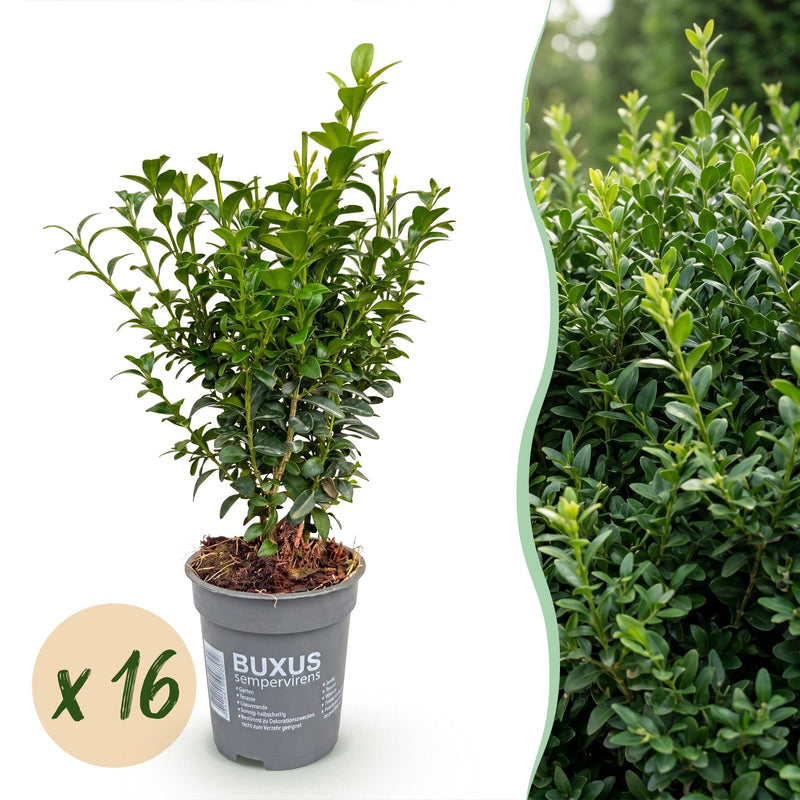 Green boutiQ - 16x Buxus sempervirens - Palmenbäumchen - Heckenpflanzen - Immergrün - Grün - Topf 9cm - Höhe 20-25cm