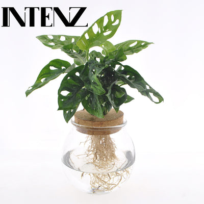 Monstera Adansonii im Kugelglas (Hydroponik) - Ø12cm, H25cm