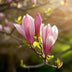 GreenboutiQ Magnolia Ricki, 3 plants, red flower, robust Bild 6