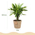 Green boutiQ - Zimmerpflanzen - Dracaena fragrans Golden Coast - Drachenbaum - Wenig Pflege - mit Korb - Bunt - 2 Pflanzen - Topf 17cm - Höhe 50-55cm Bild 3