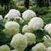Strong Annabelle Hydrangea in 19cm Pot – White Blossom Splendor Bild 4