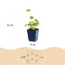 Green boutiQ - Perennial plant - Astrantia major - Masterwort - Shade - White-Pink - 24 plants - Pot 11cm - Height 15-25cm Bild 3