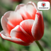Tulip Bulbs Candy Apple Delight - 20 pieces | Red-White | KH Bloembollen Bild 3