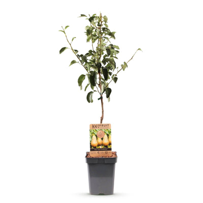 Green boutiQ - Obstbaum - Pyrus communis Conference - Birnbaum - Winterhart - Grüne Birne - 1 Pflanze - Topf 21cm - Höhe 90cm