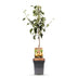 GrünboutiQ Birnbaum 'Conference' im Topf (21cm), 90cm hoch, gelbe Früchte Bild 2