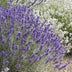60x Lavendel 'Hidcote' (10-25cm) im 9cm Topf Bild 7