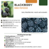 3 organic blackberry plants (Rubus fruticosus) - Ø 13 cm Bild 4