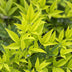 Immergrüner Himmelsbursche Lemon Lime gelbe Gartenpflanze 2er Set Bild 5