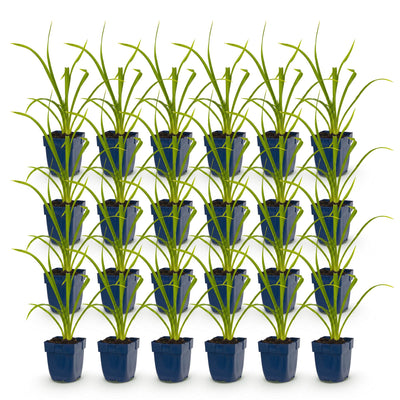Green boutiQ - Perennial - Hemerocallis Summer Wine - Daylily - Bee and Butterfly Attractors - Purple - 24 Plants - Pot 11cm - Height 15-25cm