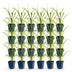 Green boutiQ - Perennial - Hemerocallis Summer Wine - Daylily - Bee and Butterfly Attractors - Purple - 24 Plants - Pot 11cm - Height 15-25cm Bild 2