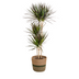Dracaena Marginata Magenta im Korb, 130-150cm Bild 1