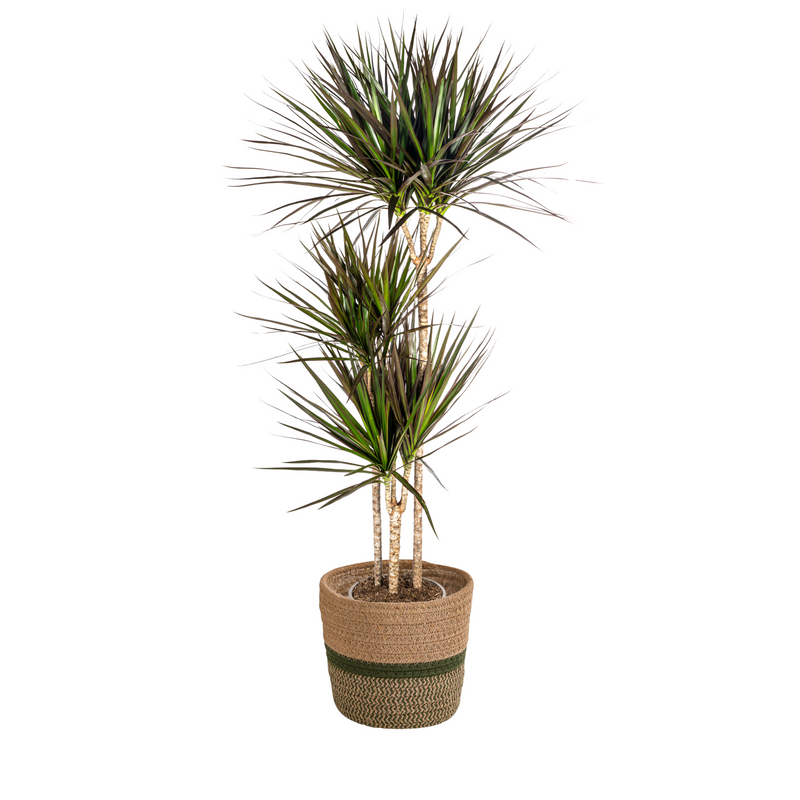 Dracaena Marginata Magenta im Korb, 130-150cm
