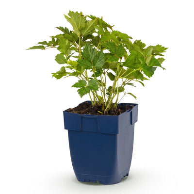 Green boutiQ - Perennials - Astilbe chin. Pumila - False Spirea - Shade - Purple - 1 Plant - 11cm Pot - Height 15-25cm