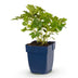 Green boutiQ - Stauden - Astilbe chin. Pumila - Prachtspierea - Schatten - Lila - 1 Pflanze - Topf 11cm - Höhe 15-25cm Bild 1