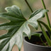 Philodendron Lacerum Houseplant with Pot 65cm Bild 4