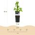 GreenboutiQ - Obstpflanze - Brombeere - Rubus Thornfree Evergreen - Schwarze Brombeere - Dornlos - 2 Pflanzen - Topf 11cm Höhe 40cm Bild 4