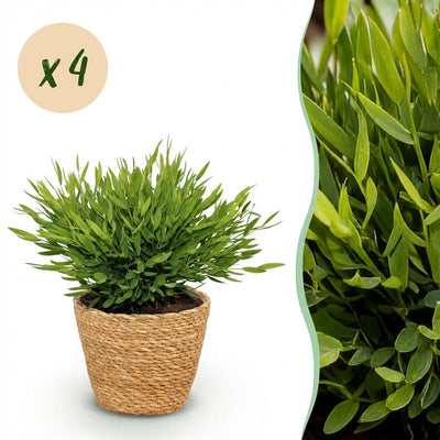 Green boutiQ Bamusa Pogonatherum Monica Bambusgras mit Korb, 4 Pflanzen