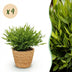 Green boutiQ Bamusa Pogonatherum Monica Bambusgras mit Korb, 4 Pflanzen Bild 1