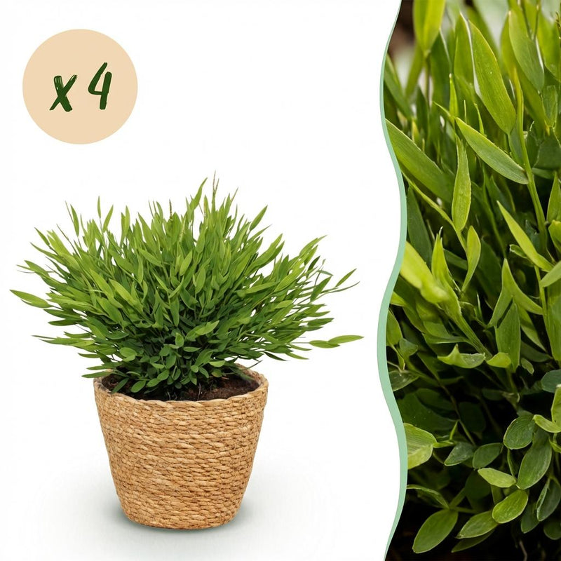 Green boutiQ Bamusa Pogonatherum Monica Bambusgras mit Korb, 4 Pflanzen