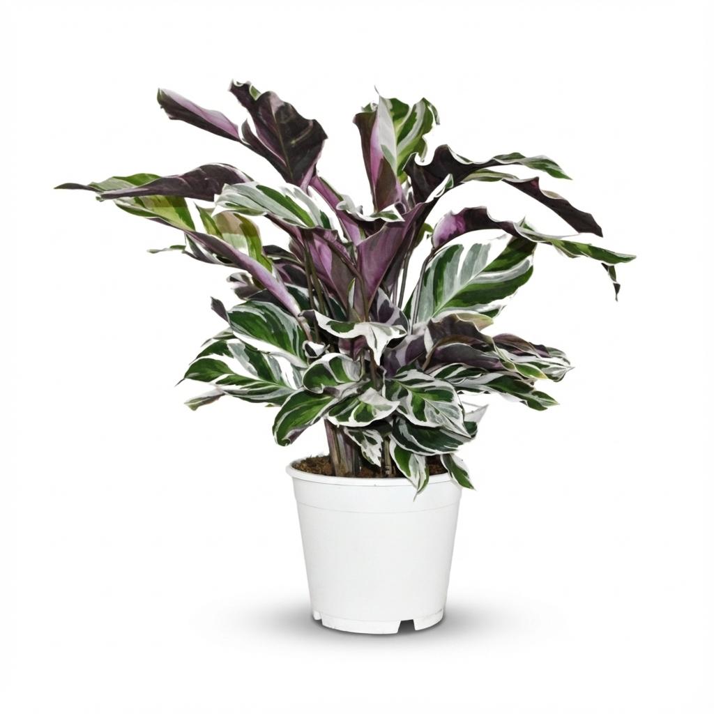 Dracaena surculosa