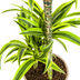 Dracaena Deremensis Lemon Lime, 90-110cm, Ø21cm Topf, mit Korb Bild 5