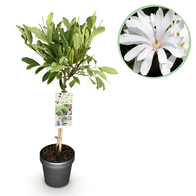 Magnolia stellata Stamm Pflanze - Weiße Blüte, winterhart, 90cm