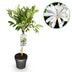 Magnolia stellata Stamm Pflanze - Weiße Blüte, winterhart, 90cm Bild 1