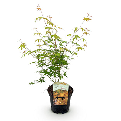 Japanischer Ahorn 'Katsura' – Orange, 70cm, Topf 19cm