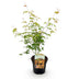 Japanischer Ahorn 'Katsura' – Orange, 70cm, Topf 19cm Bild 2