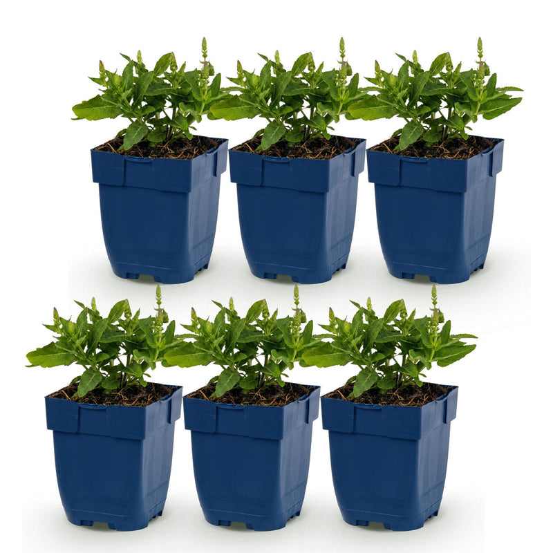 Green boutiQ - Perennial - Salvia nem. Sense Deepl Blue - Sage - Bee and Butterfly Attractors - Purple - 6 Plants - Pot 11cm - Height 15-25cm