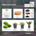 Bottle Garden DIY Kit: Fat Joe Red - 30cm height, no tools required Bild 5