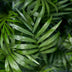 Green boutiQ Goldpalme (Chamaedorea elegans) - 4 Pflanzen, Topf 12cm Bild 4