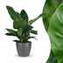 Philodendron Imperial Green - Pflegeleichte Zimmerpflanze mit Übertopf Bild 1