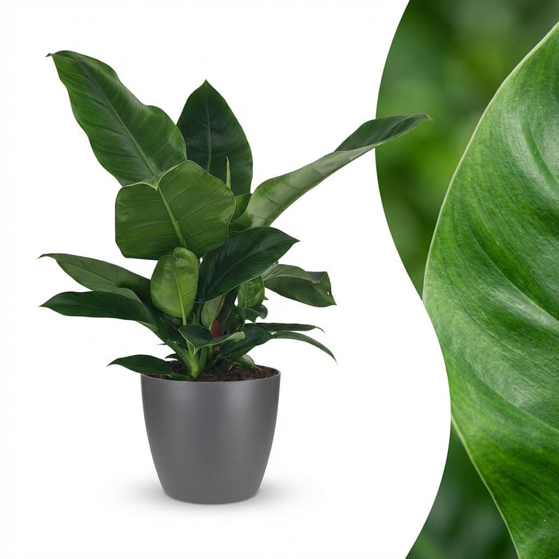 Philodendron Imperial Green - Pflegeleichte Zimmerpflanze mit Übertopf