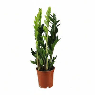 ZZ Pflanze Glücksfeder 65 cm, pflegeleicht & robust