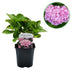 Green boutiQ - Hortensie - Hydrangea macrophylla Pink - Blüte Rosa - 1 Pflanze - Laubabwerfend - Pflegeleicht - Topf 17cm Höhe 30cm Bild 1