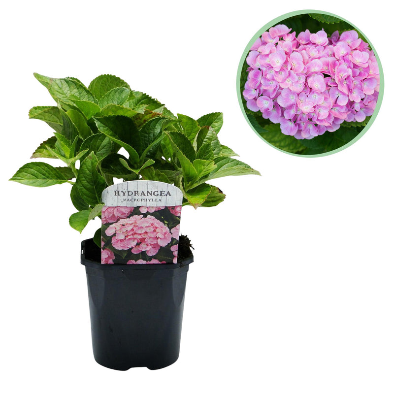 Green boutiQ - Hortensie - Hydrangea macrophylla Pink - Blüte Rosa - 1 Pflanze - Laubabwerfend - Pflegeleicht - Topf 17cm Höhe 30cm