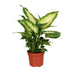Dieffenbachia Camilla (Ø12cm, ↕35cm) - Pflegeleichte Zimmerpflanze Bild 1