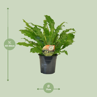 Asplenium Campio Zimmerpflanze Ø17cm - 50cm hoch