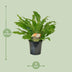 Asplenium Campio Zimmerpflanze Ø17cm - 50cm hoch Bild 2