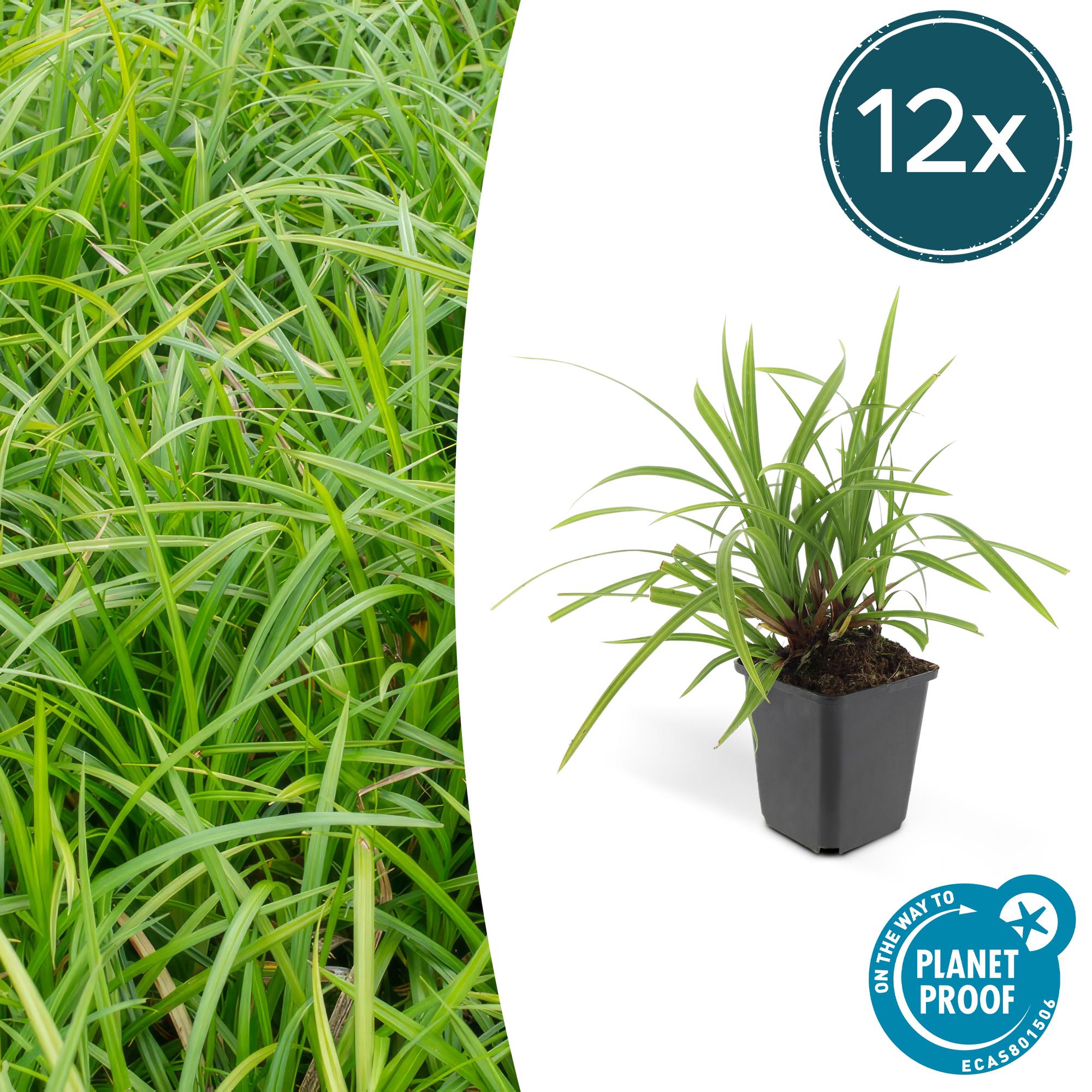 12x Carex morrowii 'Irish Green' - Immergrüner Bodendecker, 10-25cm