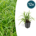 12x Carex morrowii 'Irish Green' - Immergrüner Bodendecker, 10-25cm Bild 1