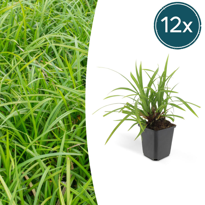 12x Carex morrowii 'Irish Green' - Immergrüner Bodendecker, 10-25cm