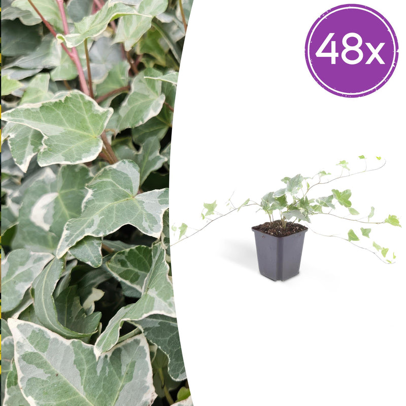 48x Efeu 'Glacier' (10-25cm) - Ø9cm