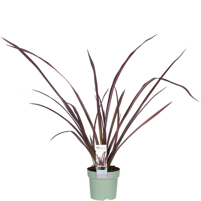 Phormium 'Pink Flamingo' – Pink Flamingoblume, 50cm hoch