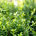 GreenboutiQ Buxus Hecke 'Babylon Beauty' - 16 Pflanzen für 2m Bild 4